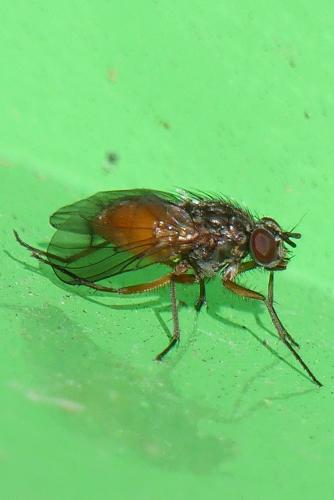 Phaonia subventa